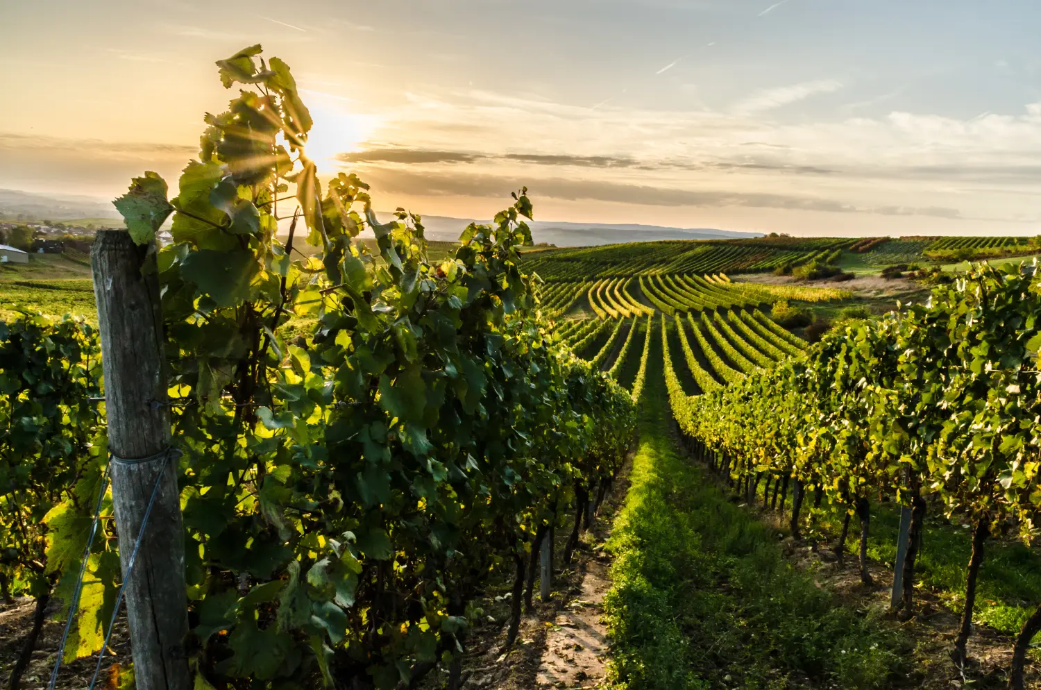 Vineyard in Rheinhessen at sunset